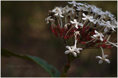 Ixora polyantha